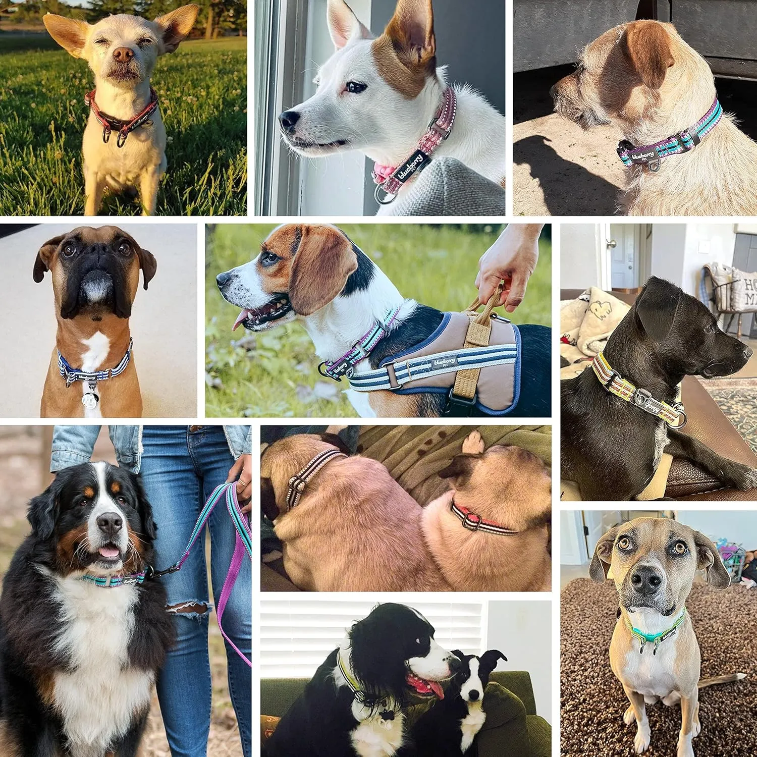 Blueberry Pet 3M Reflective Dog Collars | Adjustable Dog Collar w/Multi-Colored Stripe - Mixed Tone Rainbow Color | Nylon Pet Collars for Dogs & Refflective Dog Collar for Large Dogs