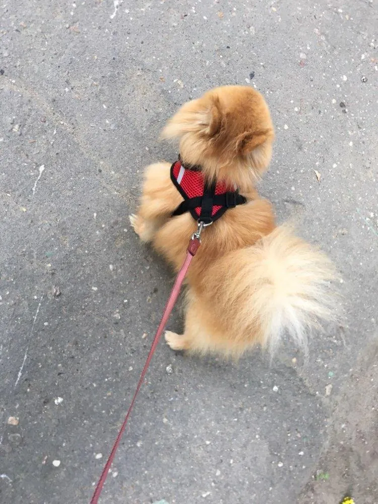 Breathable Small Dog Pet Harness and Leash Set