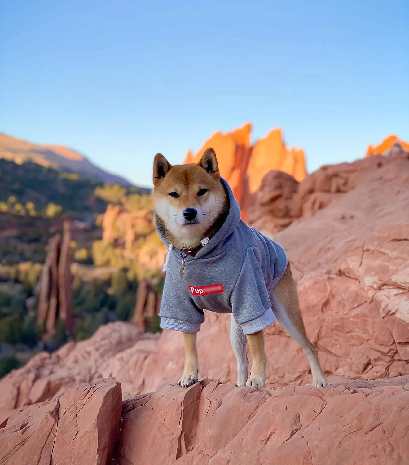 ChoChoCho Pup Dog Hoodie & Sweater - Stylish Streetwear Cat & Puppy Cotton Sweatshirts in Gray - S, M, L