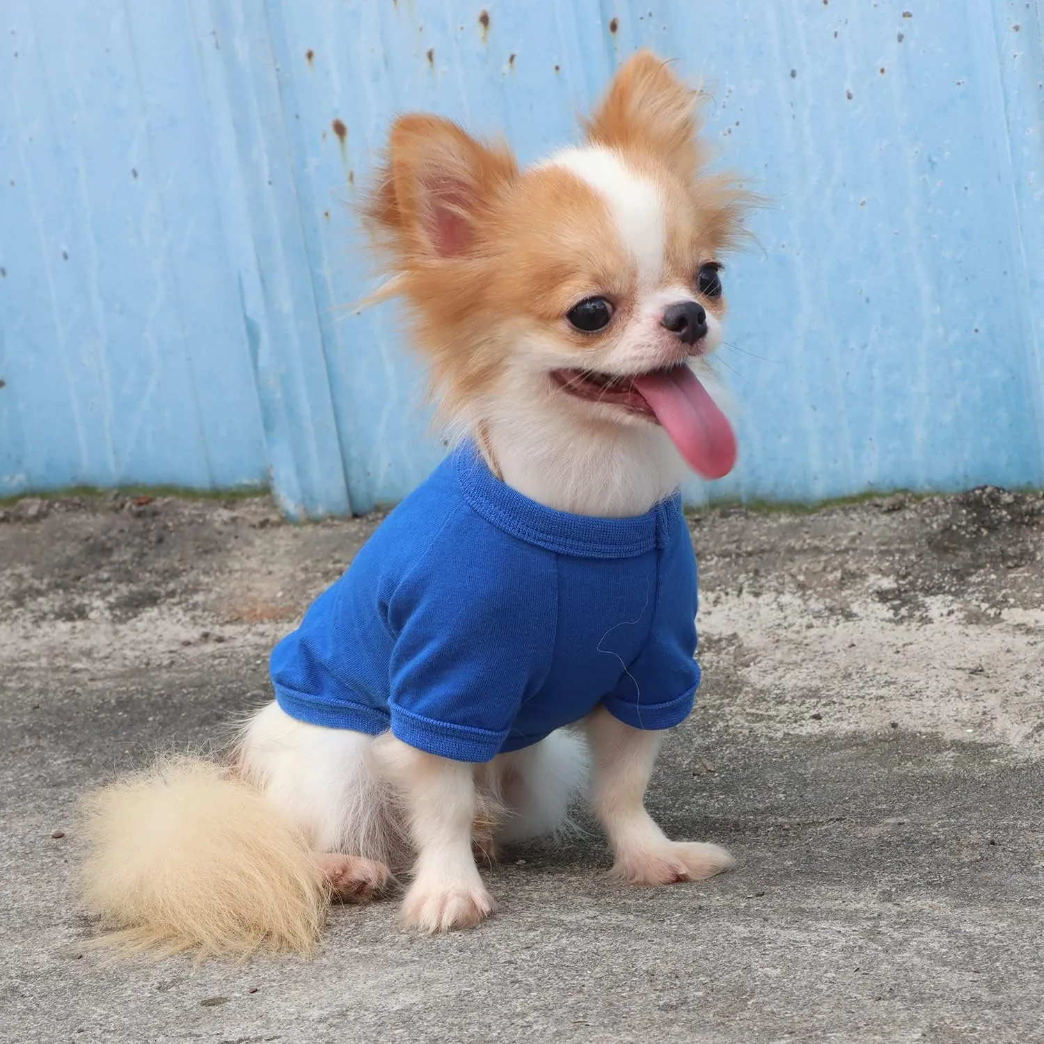 LOPHIPETS 100% Cotton Dog Tee Shirt for Small Dogs Chihuahua Puppy Clothes-Blue/L