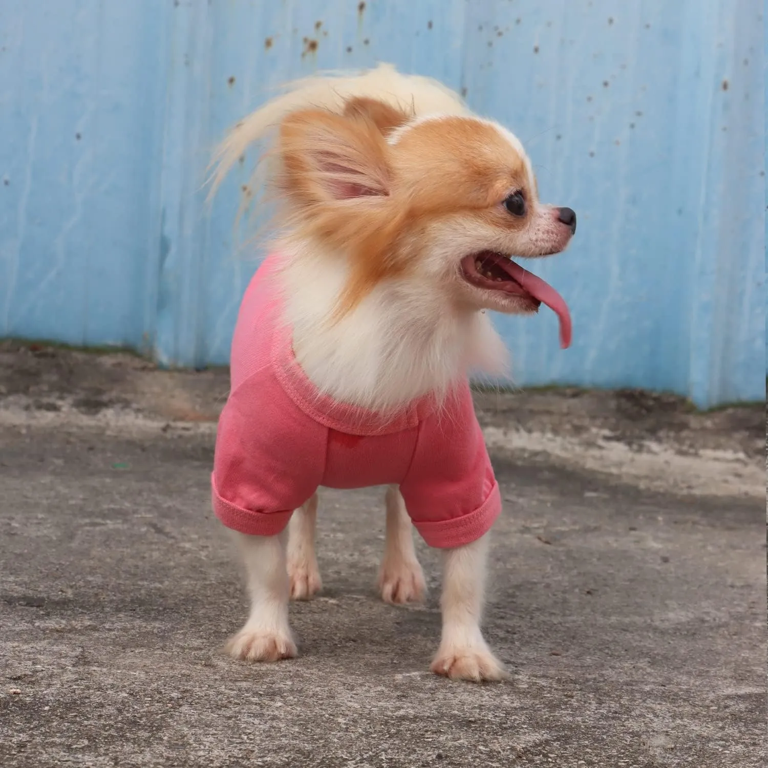 LOPHIPETS 100% Cotton Dog Tee Shirt for Small Dogs Chihuahua Puppy Clothes-Pink/L