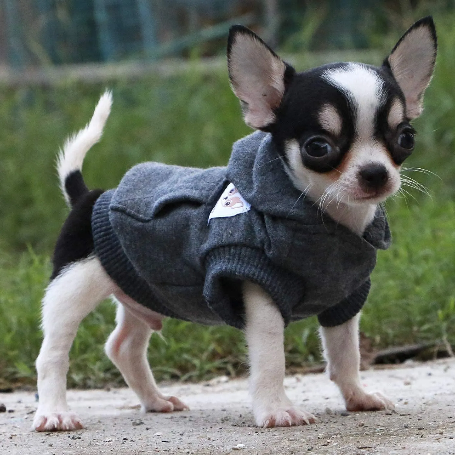 LOPHIPETS Dog Cotton Hoodies Sweatshirts for Small Dogs Chihuahua Puppy Clothes Cold Weather Coat-Charcoal/XS